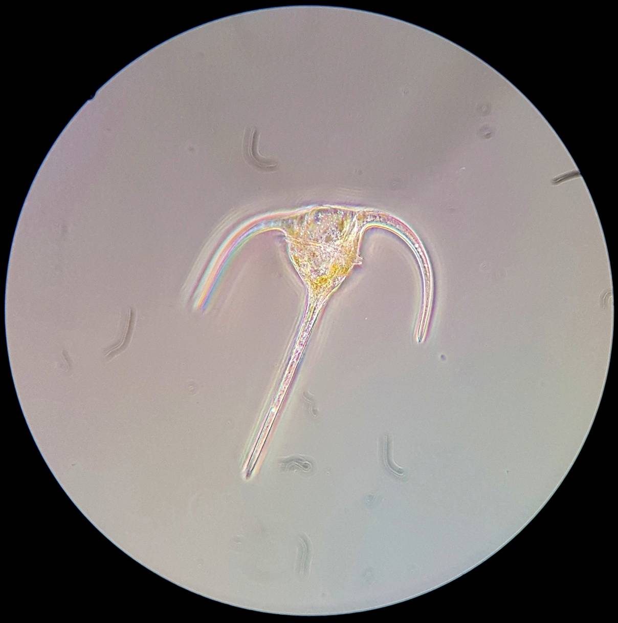 Bresser Optik Science XPD-101 Expeditions Durchlichtmikroskop Monokular 400 x Durchlicht