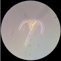 Bresser Optik Science XPD-101 Expeditions Durchlichtmikroskop Monokular 400 x Durchlicht Bresser Optik Science XPD-101 Expeditions Durchlichtmikroskop Monokular 400 x Durchlicht