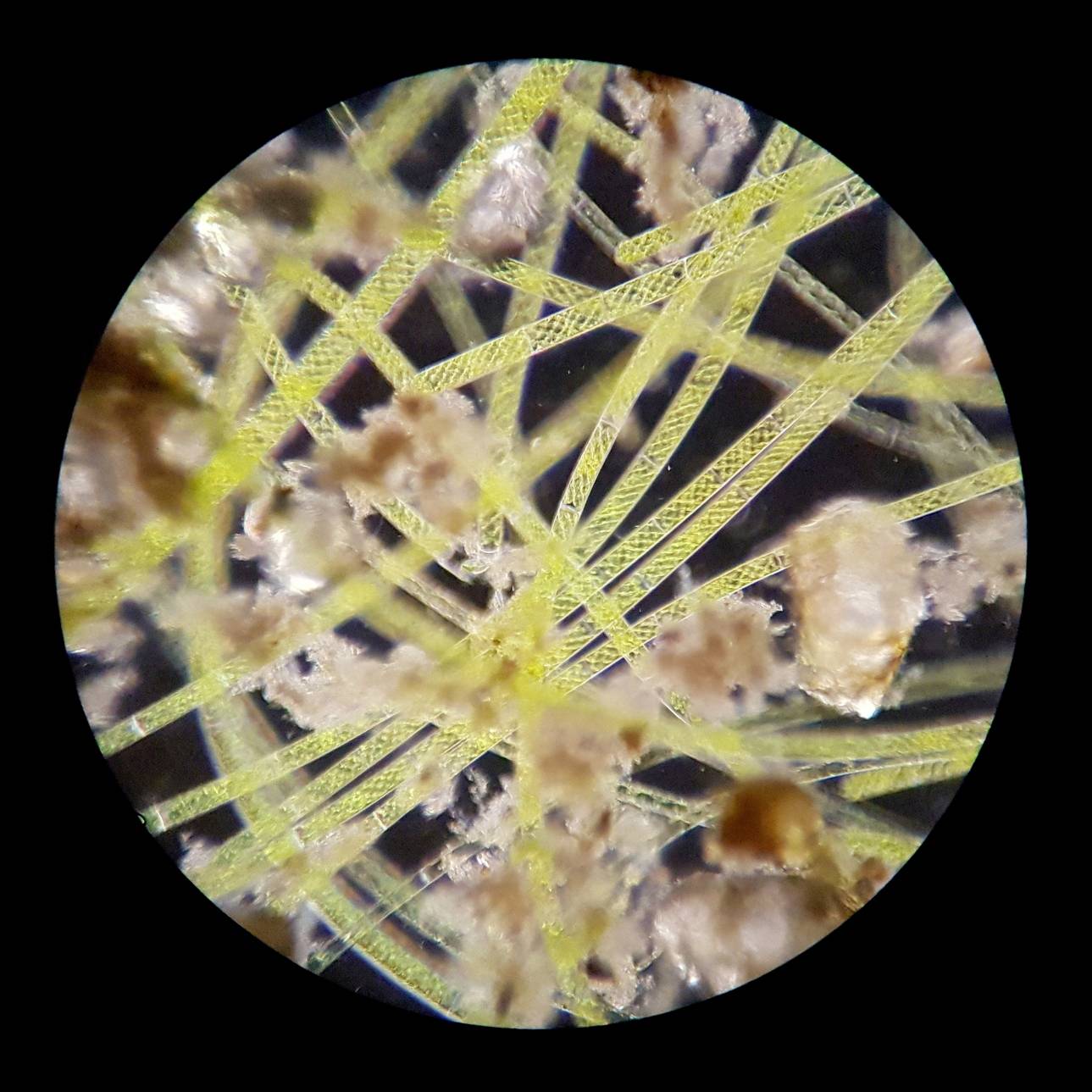 Bresser Optik Science XPD-101 Expeditions Durchlichtmikroskop Monokular 400 x Durchlicht