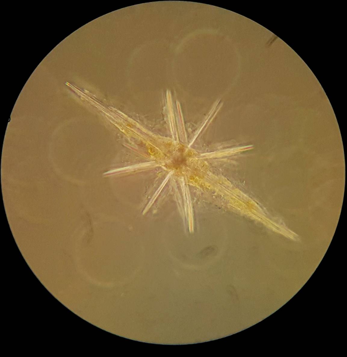 Bresser Optik Science XPD-101 Expeditions Durchlichtmikroskop Monokular 400 x Durchlicht