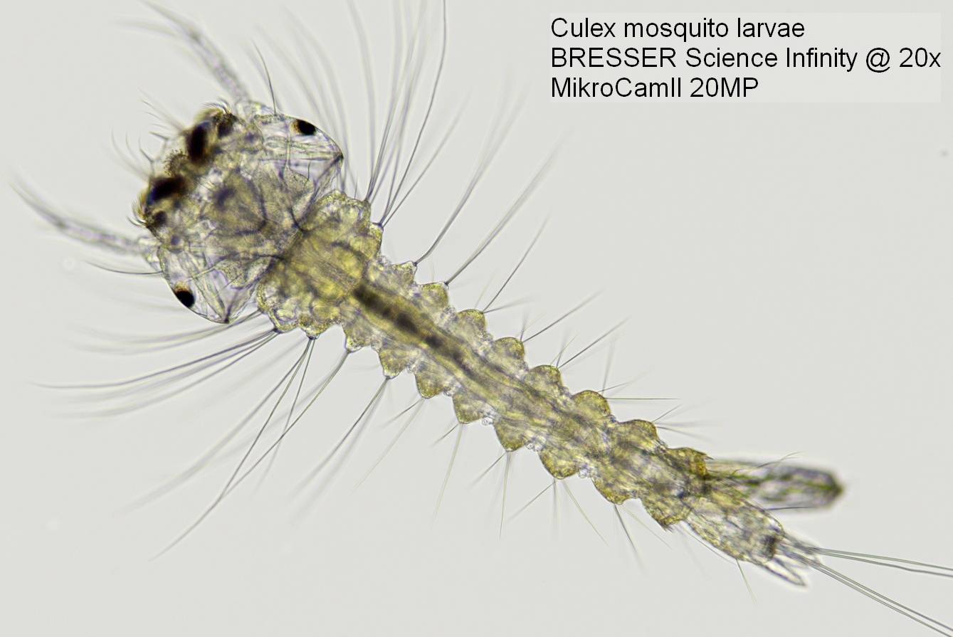 Mikroskopische Aufnahme einer Culex-Mückenlarve mit feinen Borsten. Text: Culex mosquito larvae, BRESSER Science Infinity @ 20x, MikroCamII 20MP.