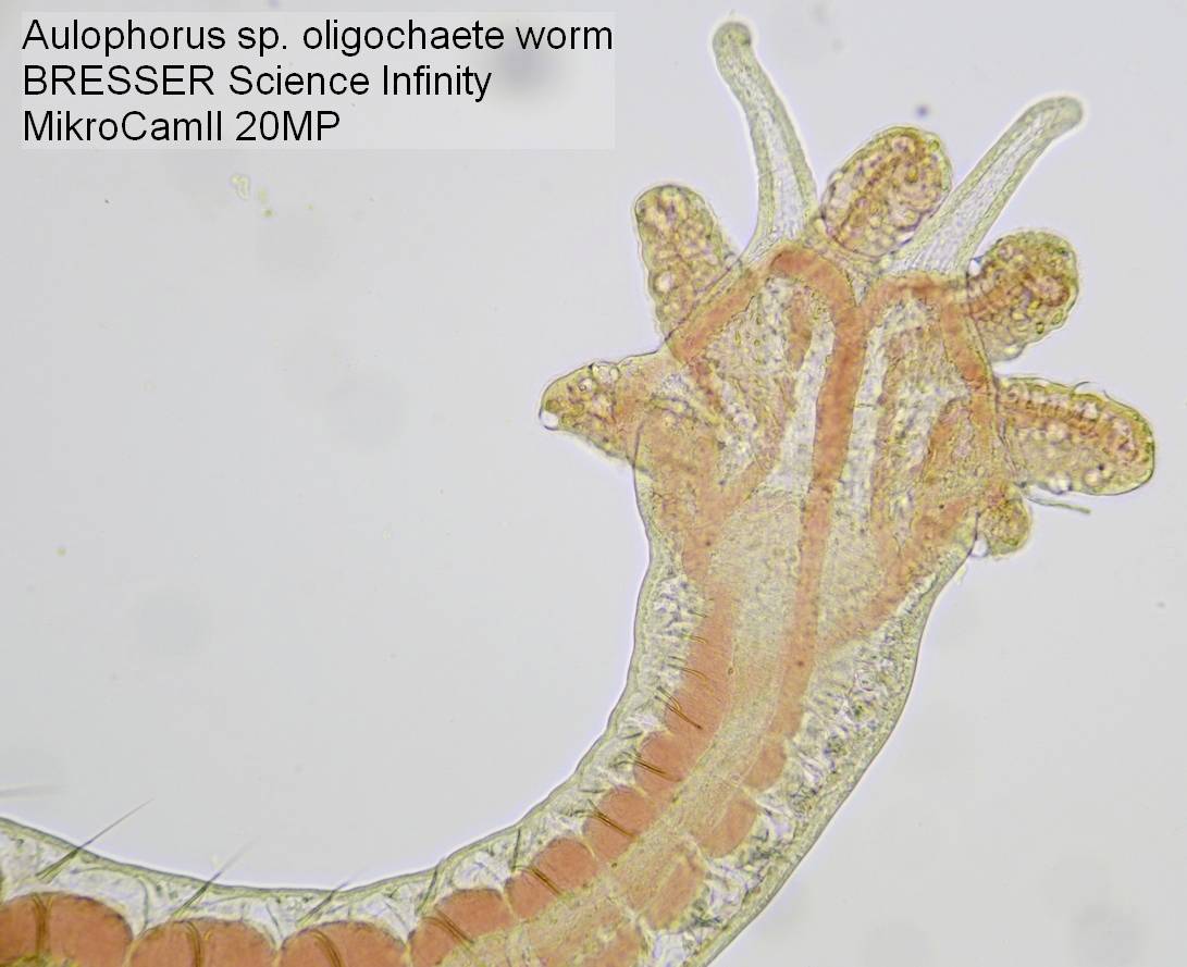 Ein Oligochaetenwurm der Art Aulophorus sp. ist unter einem Mikroskop vergrößert dargestellt. Er zeigt feine Details der Struktur.