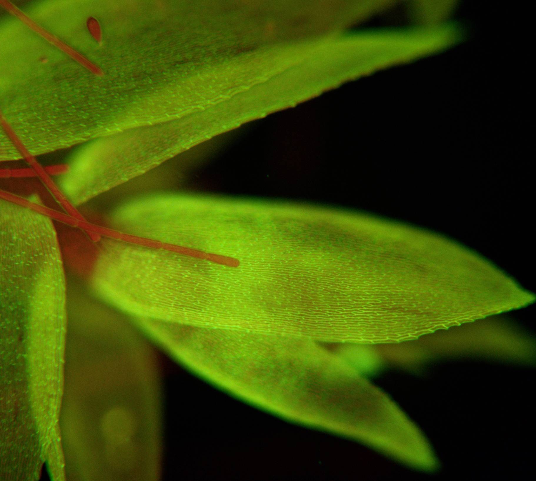 Bresser Optik 5770500 Science ADL 601 F LED Durchlichtmikroskop Trinokular 1000 x Durchlicht, Auflicht