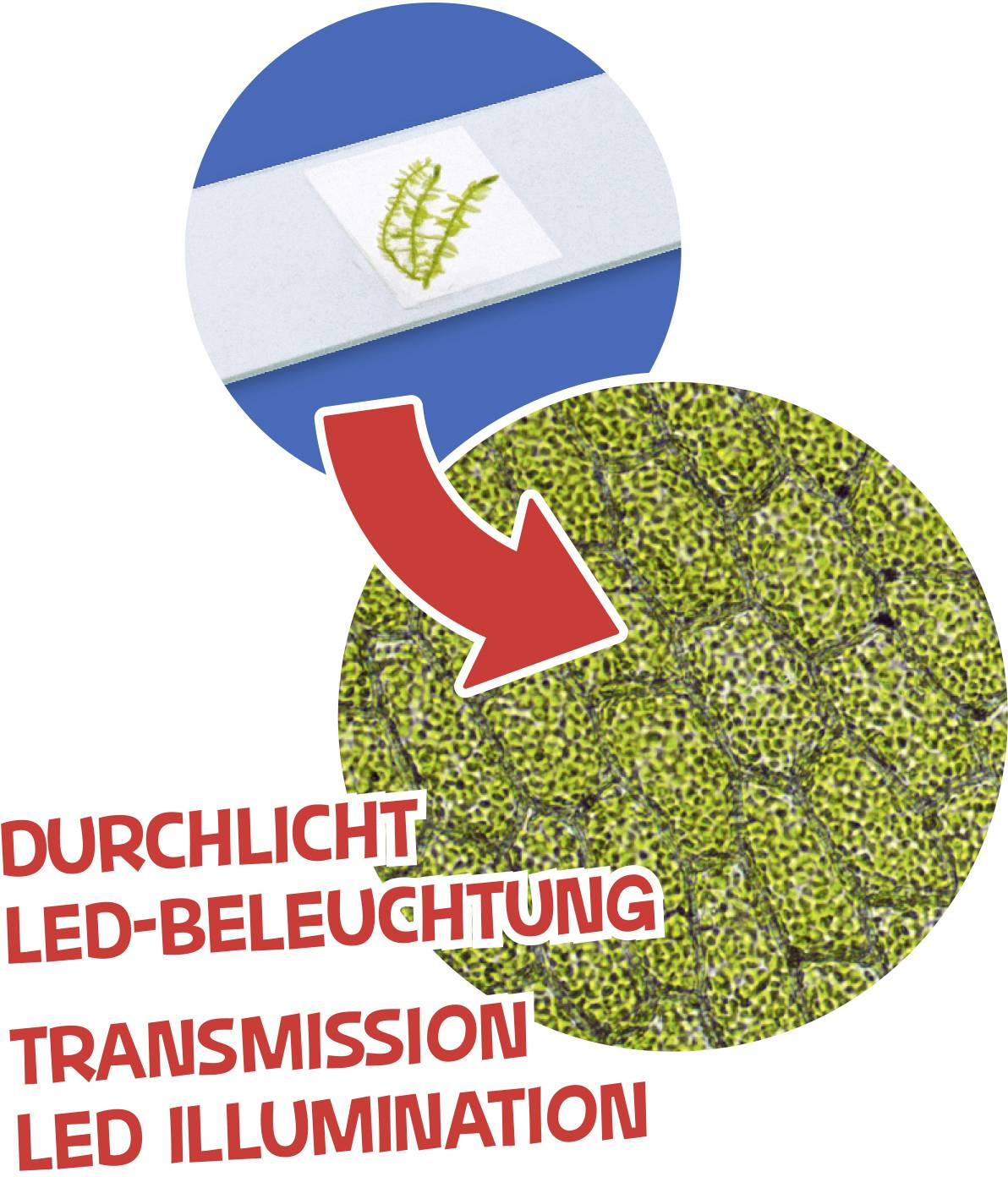 Bresser Optik 8851300WXH000 blau Kinder-Mikroskop Monokular 640 x Durchlicht