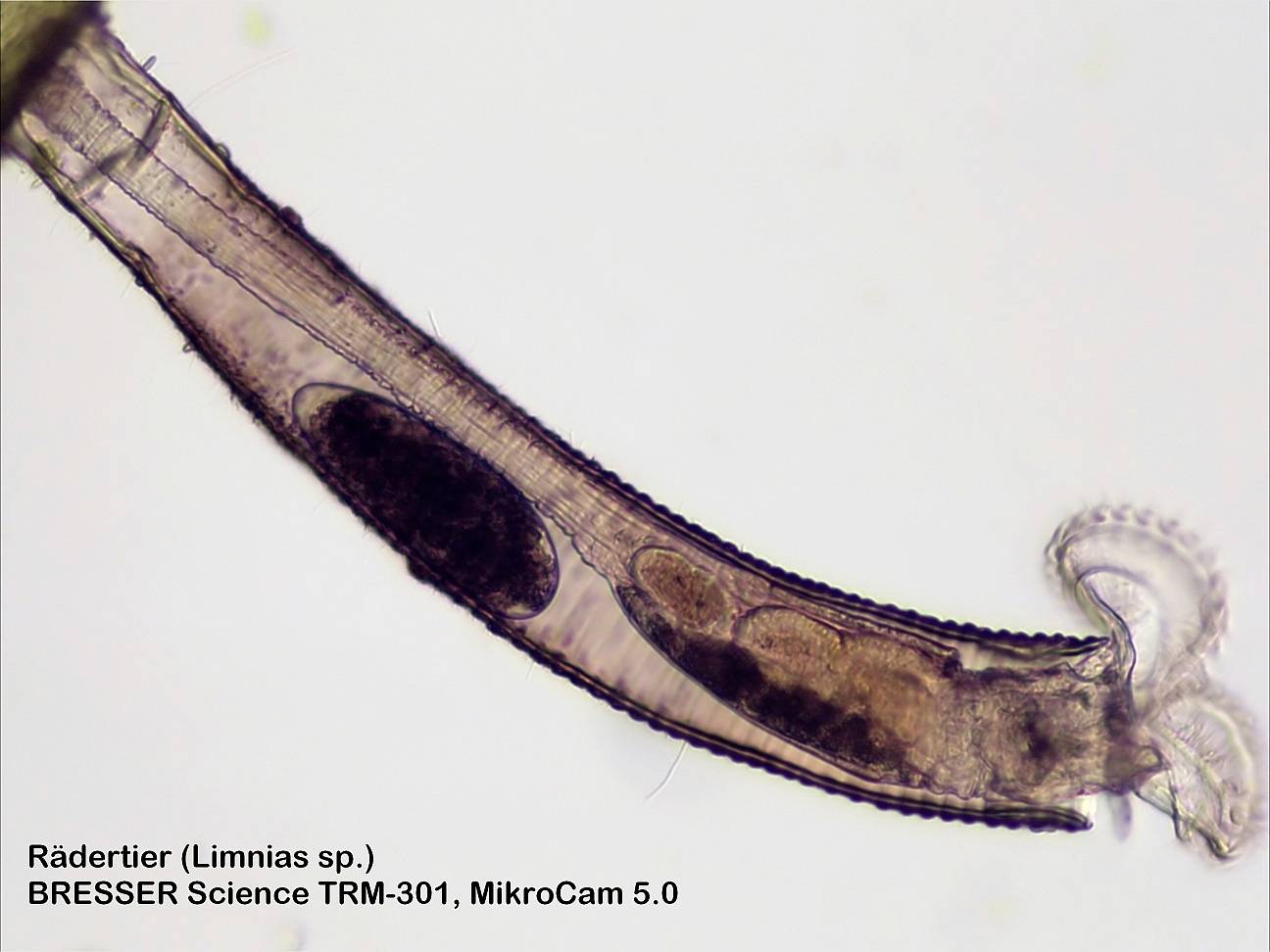 Mikroskopische Aufnahme eines Rädertieres (Limnias sp.) mit langer, transparenter Struktur und rundem Kopfbereich.