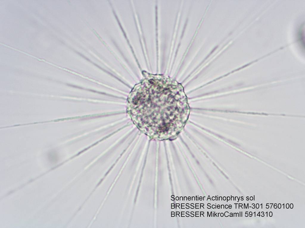 Mikroskopaufnahme des Sonnentiers Actinophrys sol mit langen, strahlenförmigen Tentakeln. Text: BRESSER Science TRM-301 5760100, BRESSER MikroCamII 5914310.