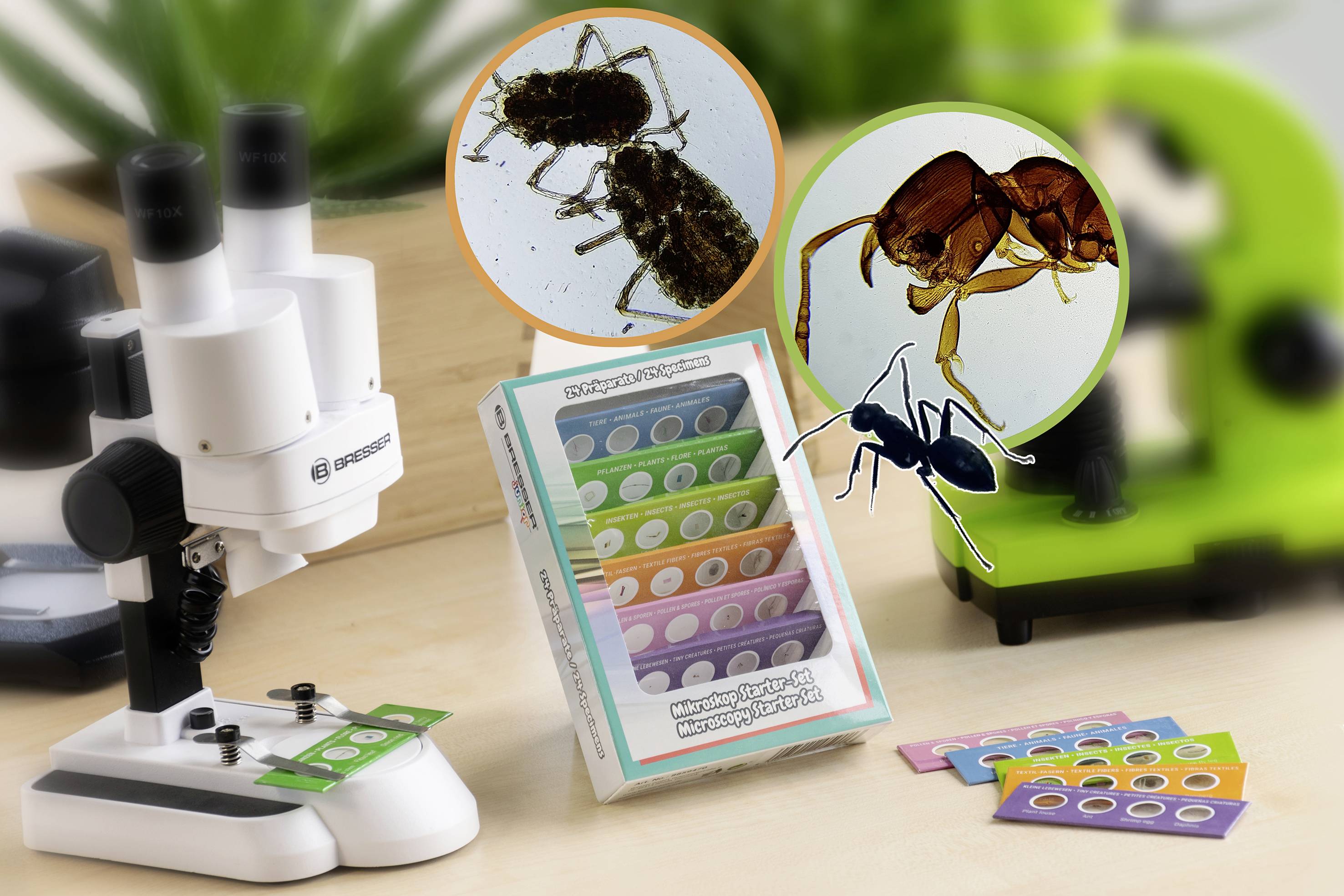 Mikroskop neben Insektenpräparaten und Box mit Objektträgern. Vergrößerte Insektenbilder sind daneben abgebildet.