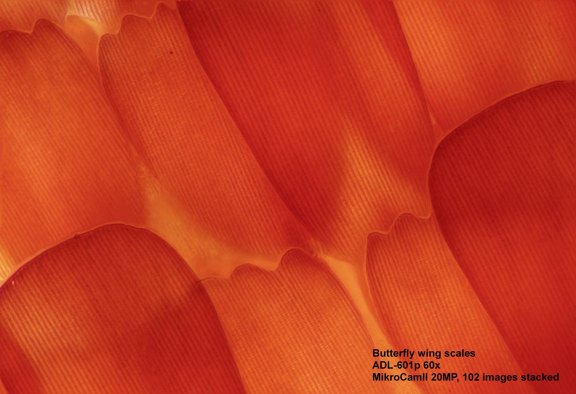 Bresser Optik 5770200 ADL 601 P Durchlichtmikroskop Trinokular 600 x Auflicht, Durchlicht