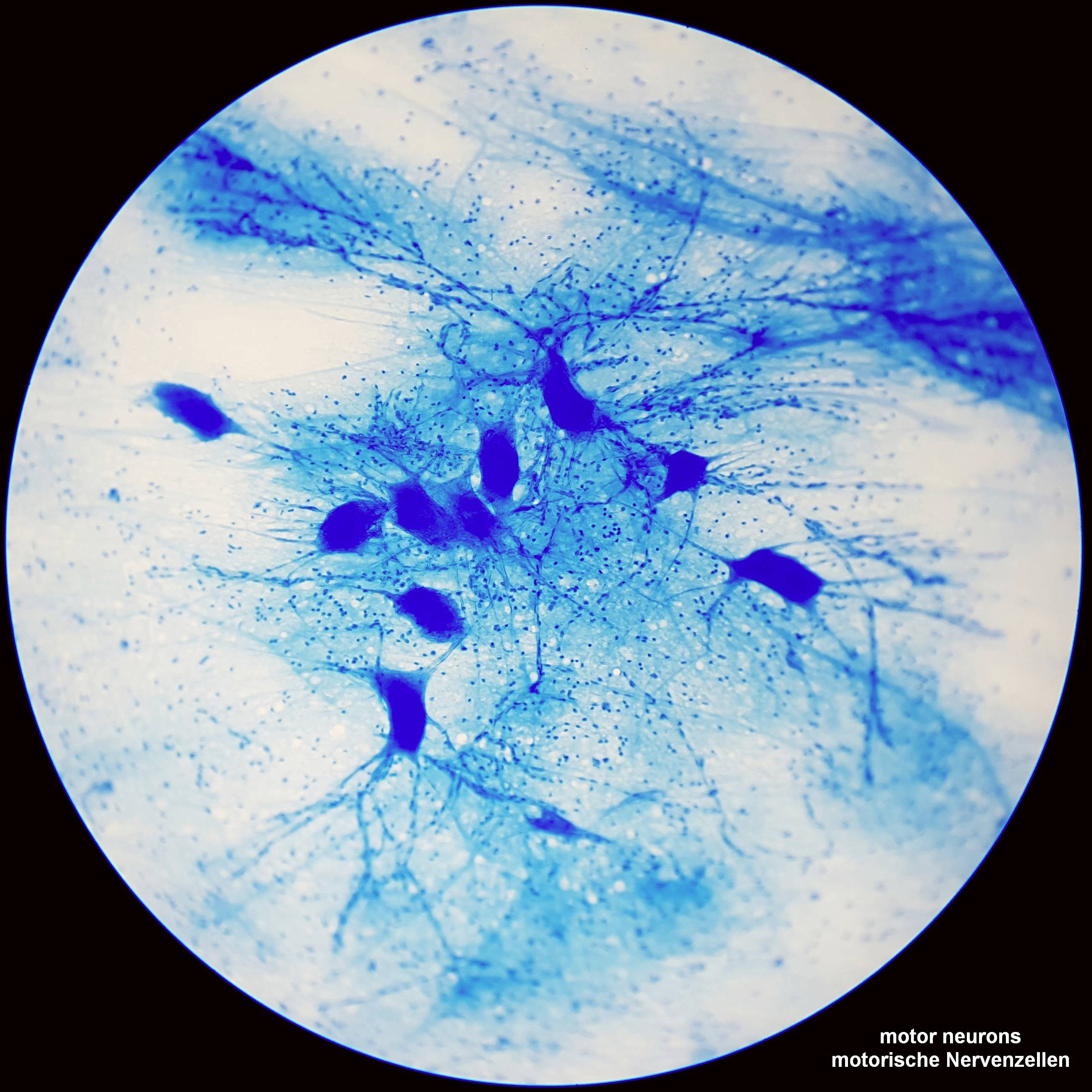 Bresser Optik 5750800 Science TFM-201 Bino Durchlichtmikroskop Binokular 1000 x Durchlicht