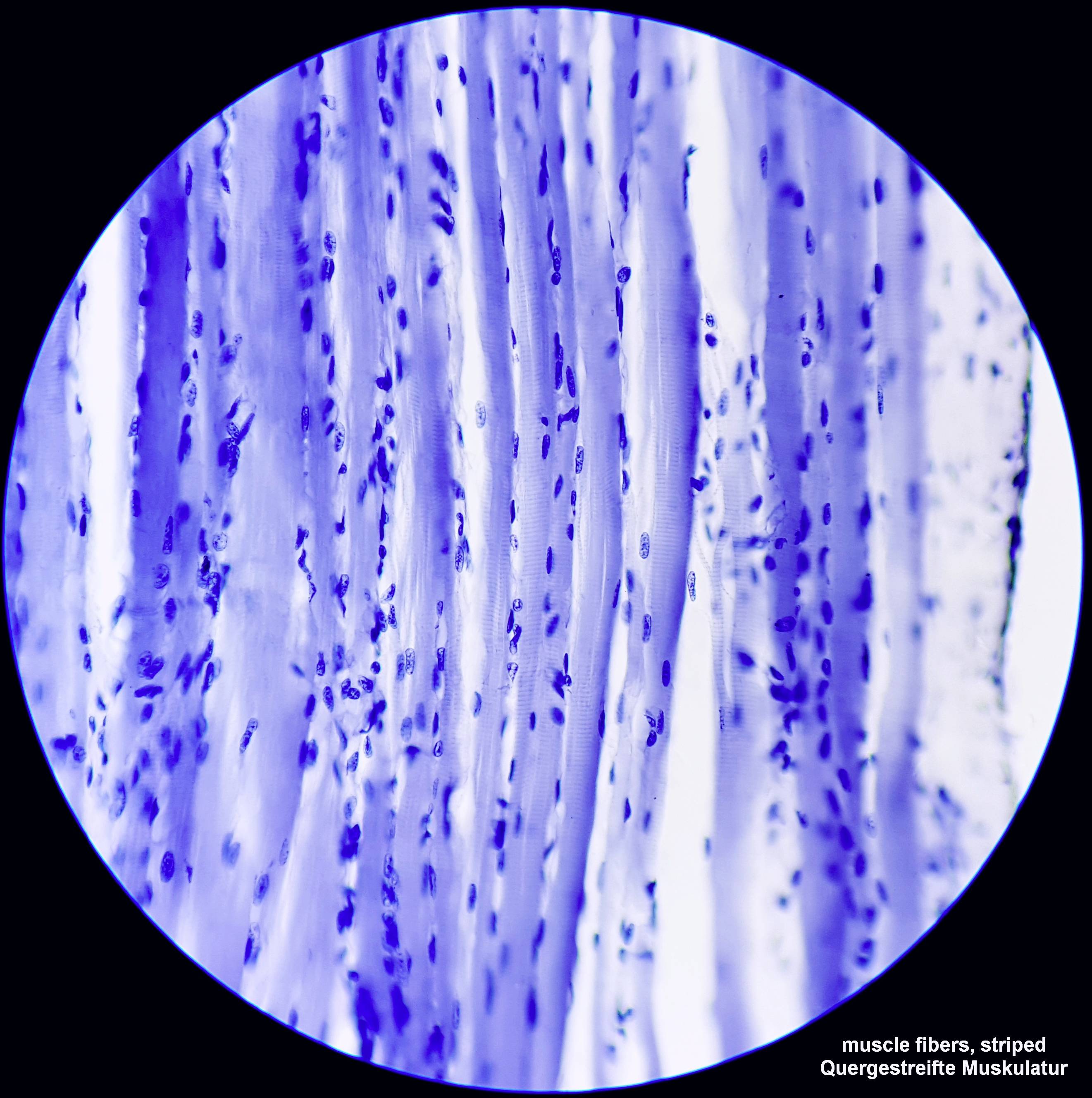 Bresser Optik 5750800 Science TFM-201 Bino Durchlichtmikroskop Binokular 1000 x Durchlicht