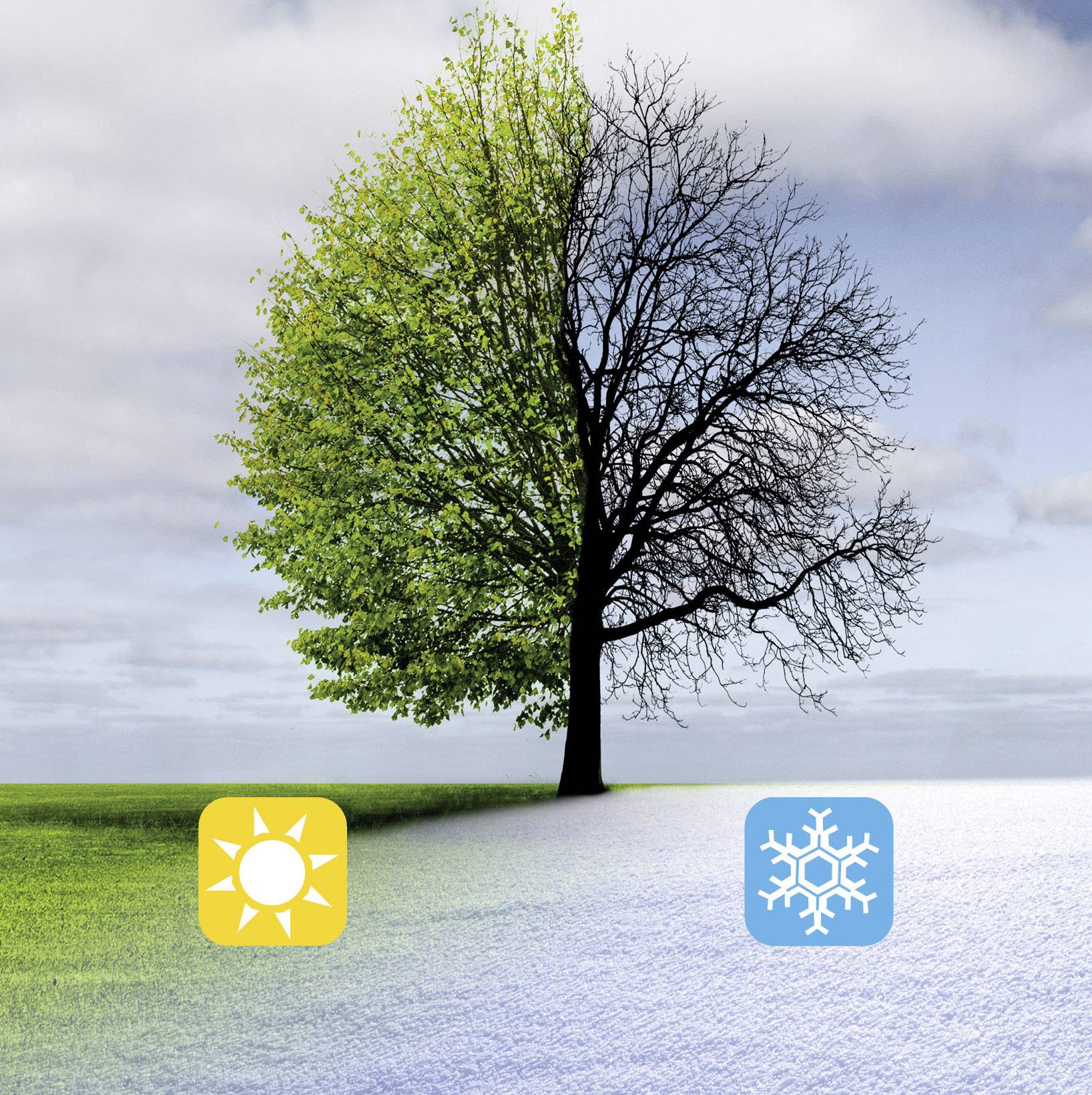 Ein Baum halb mit grünen Blättern und halb kahl über einer Landschaft geteilt in Gras und Schnee; Symbole für Sonne und Schnee.