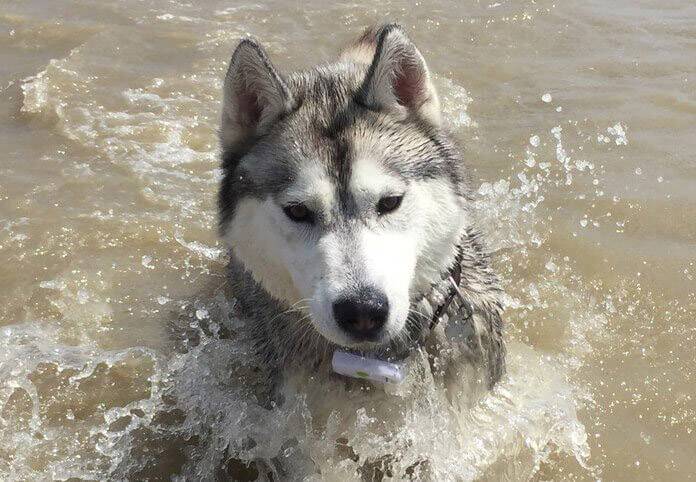 Weenect Dogs GPS Tracker Haustiertracker Weiß