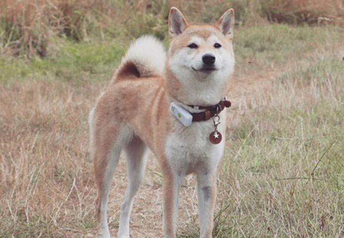 Weenect Dogs GPS Tracker Haustiertracker Weiß