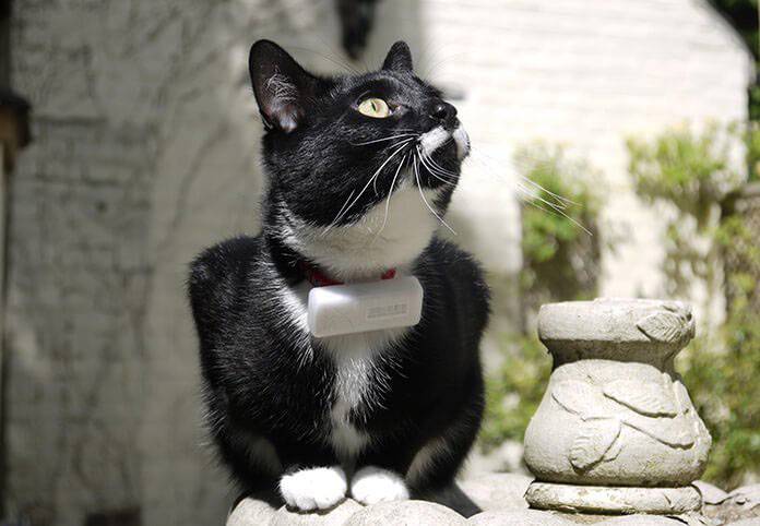 Weenect Cats GPS Tracker Haustiertracker Weiß