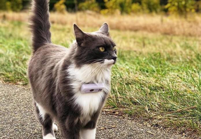 Weenect Cats GPS Tracker Haustiertracker Weiß