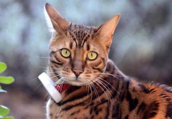 Weenect Cats GPS Tracker Haustiertracker Weiß