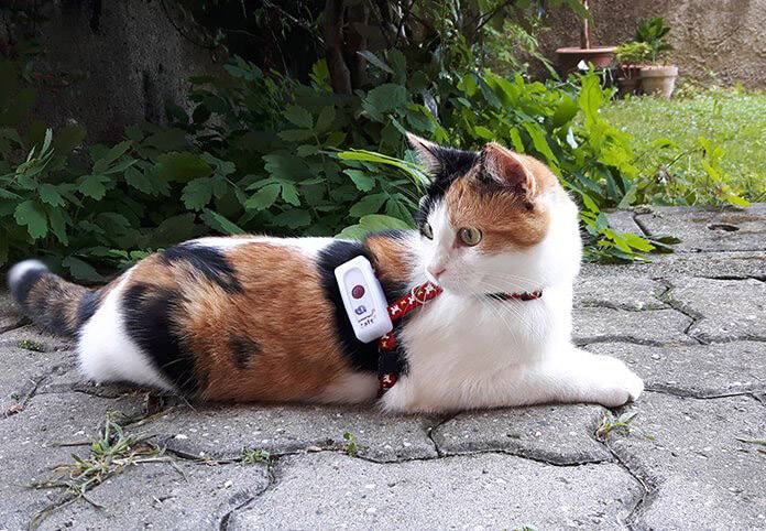 Weenect Cats GPS Tracker Haustiertracker Weiß