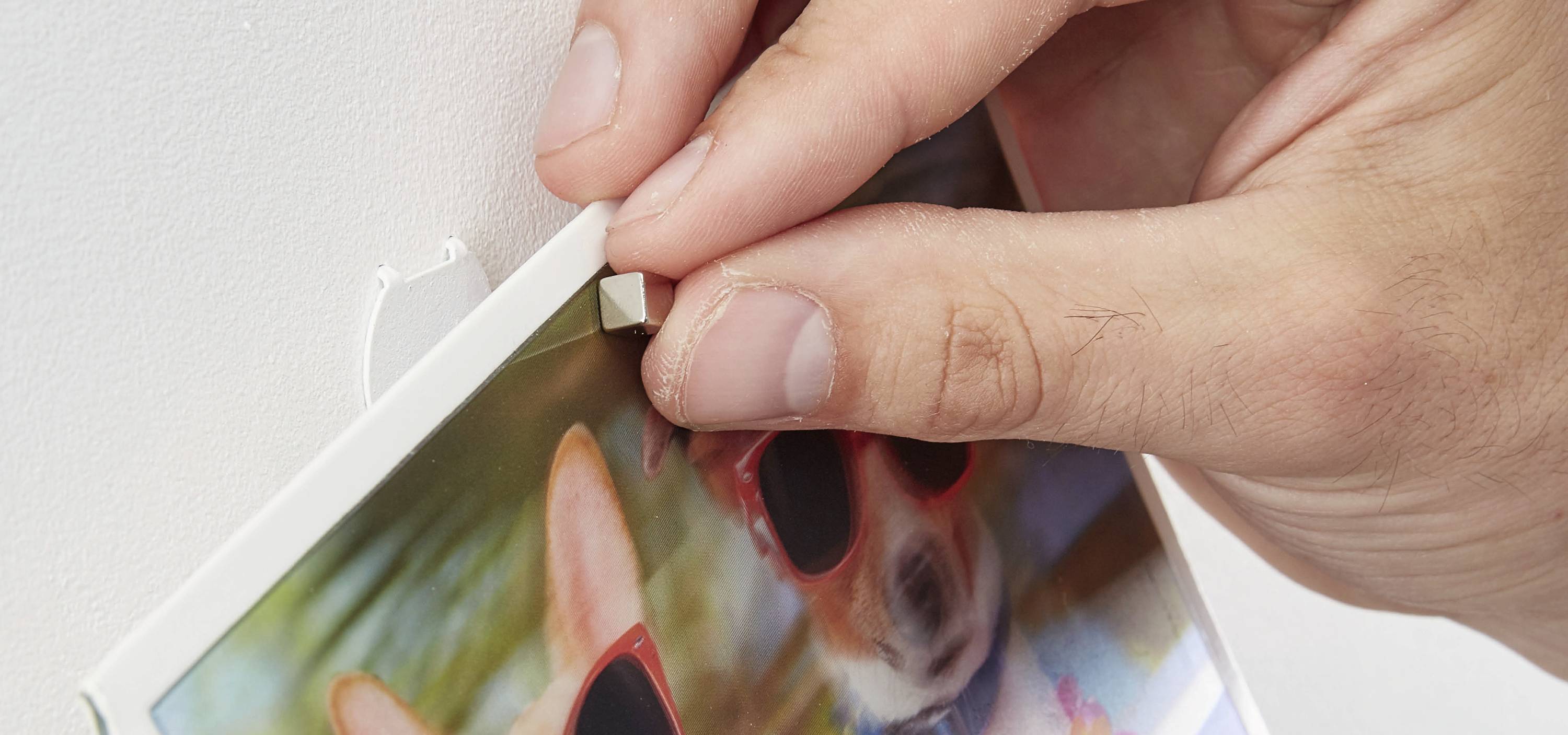 Eine Hand hängt ein Bild mit einem Hund in Sonnenbrille an einen Haken an der Wand.