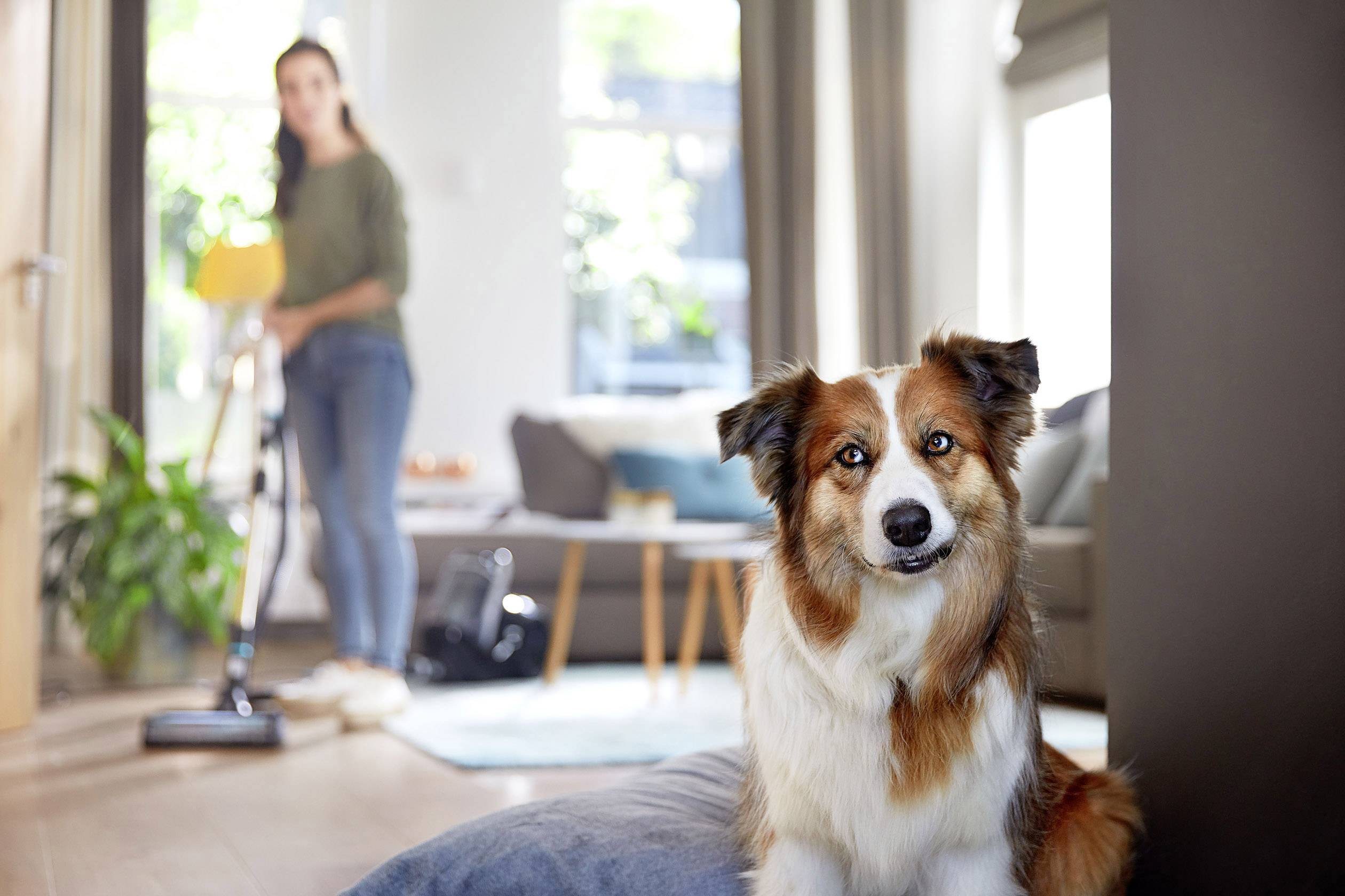 Bissell Smart Clean Pet 2228N Trockensauger 3 l