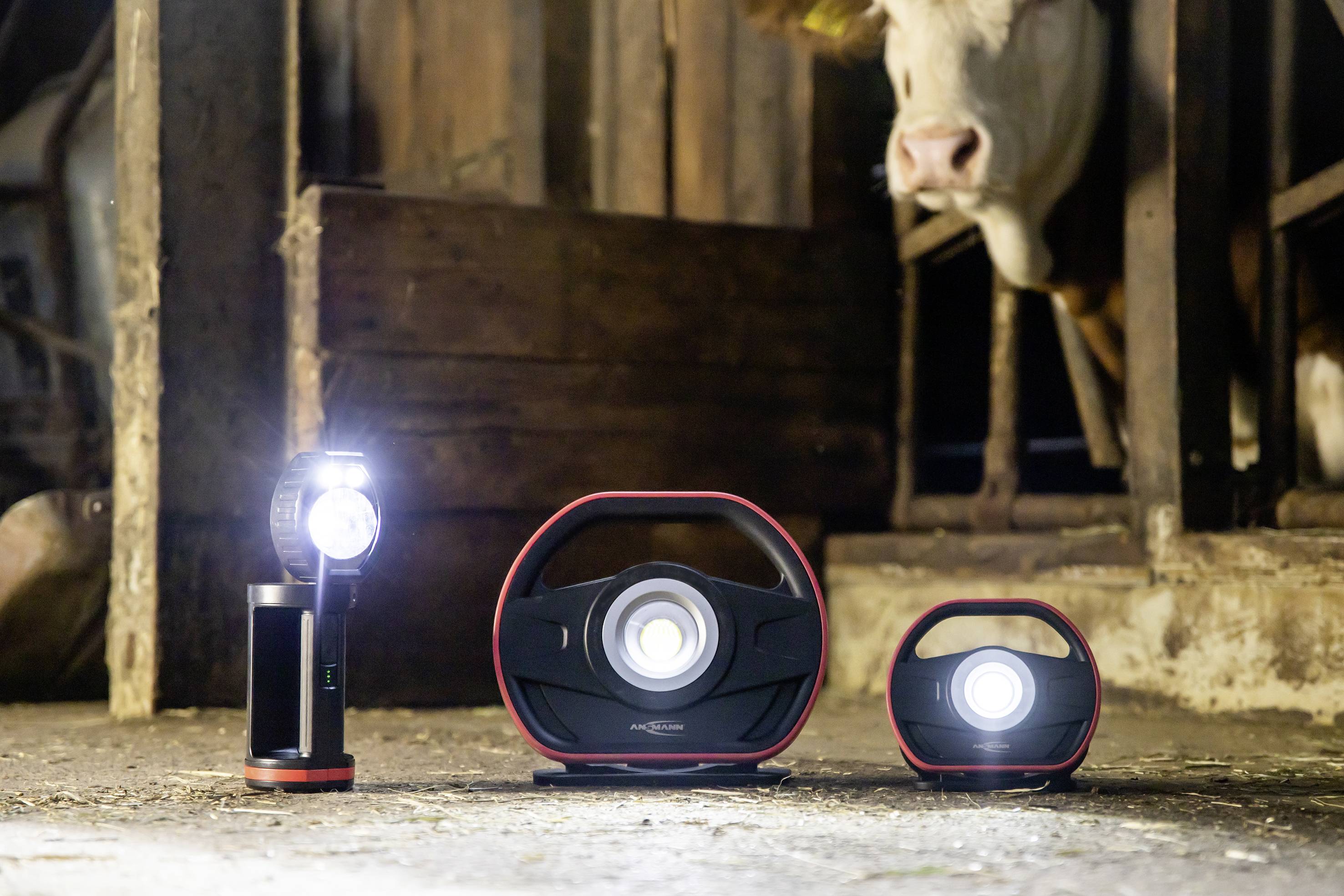 Drei verschiedene tragbare LED-Leuchten in einem Stall leuchten hell, während eine Kuh im Hintergrund interessiert zusieht.