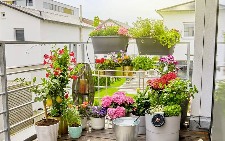 Ein Balkon mit verschiedenen blühenden Pflanzen und Blumen in Töpfen, darunter Rosen und Hortensien, und ein dekoratives Windlicht.