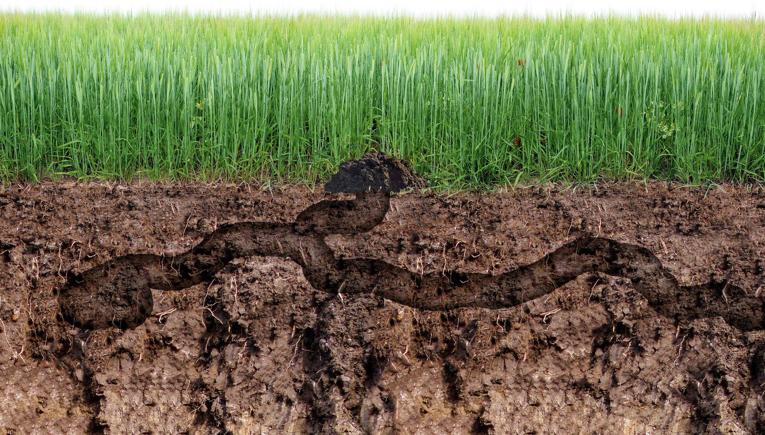 Gardigo Chaser Mini Wühlmausvertreiber Funktionsart Vibration Wirkungsbereich 700m² 1St.