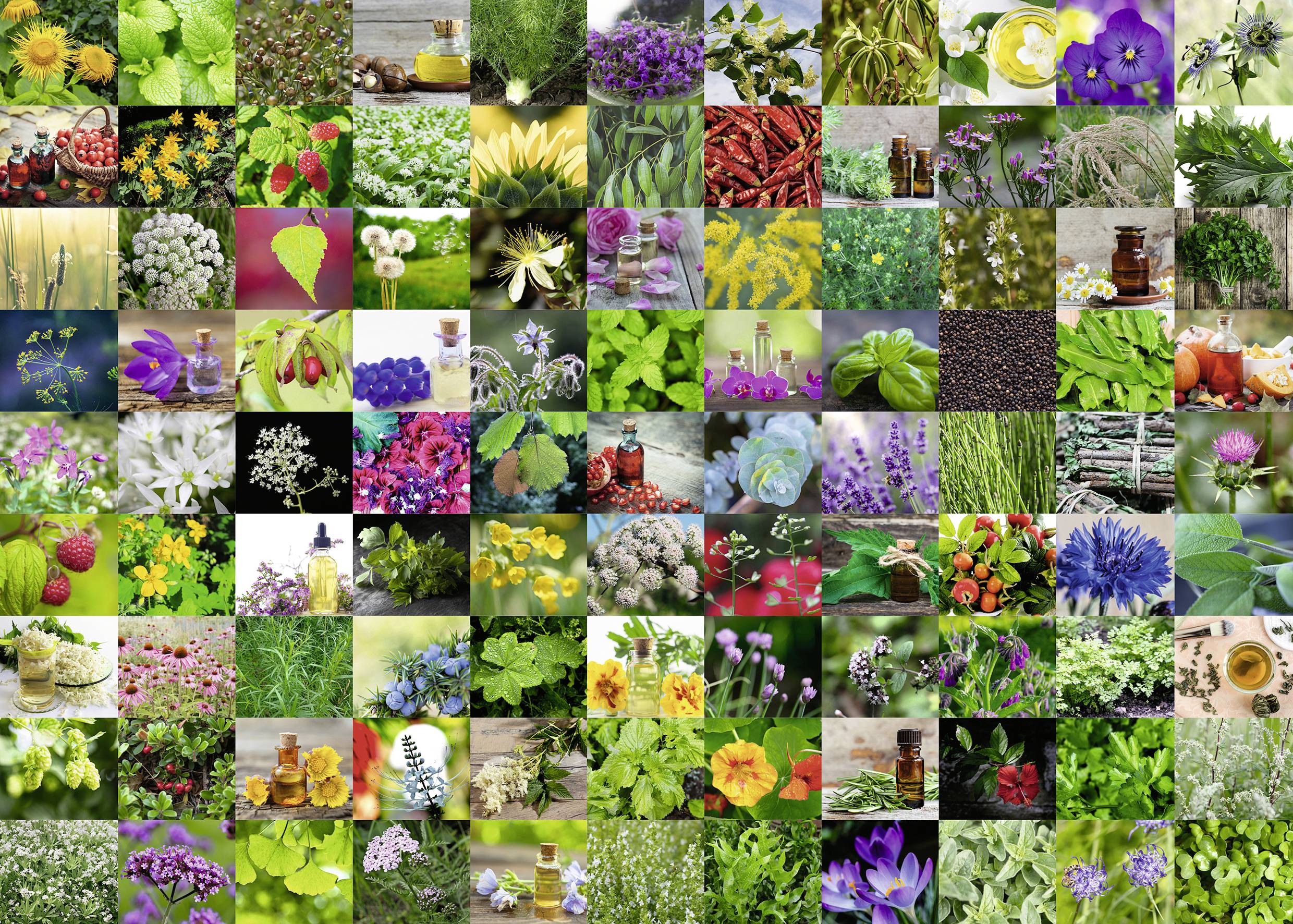 15991 99 Kräuter und Gewürze 1000p 1 St.