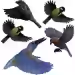 Gardigo Stickers Native Birds Fensteraufkleber Vogelbild Funktionsart Abschreckung 1St. Gardigo Stickers Native Birds Fensteraufkleber Vogelbild Funktionsart Abschreckung 1St.