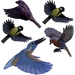 Gardigo Stickers Native Birds Fensteraufkleber Vogelbild Funktionsart Abschreckung 1St. Gardigo Stickers Native Birds Fensteraufkleber Vogelbild Funktionsart Abschreckung 1St.