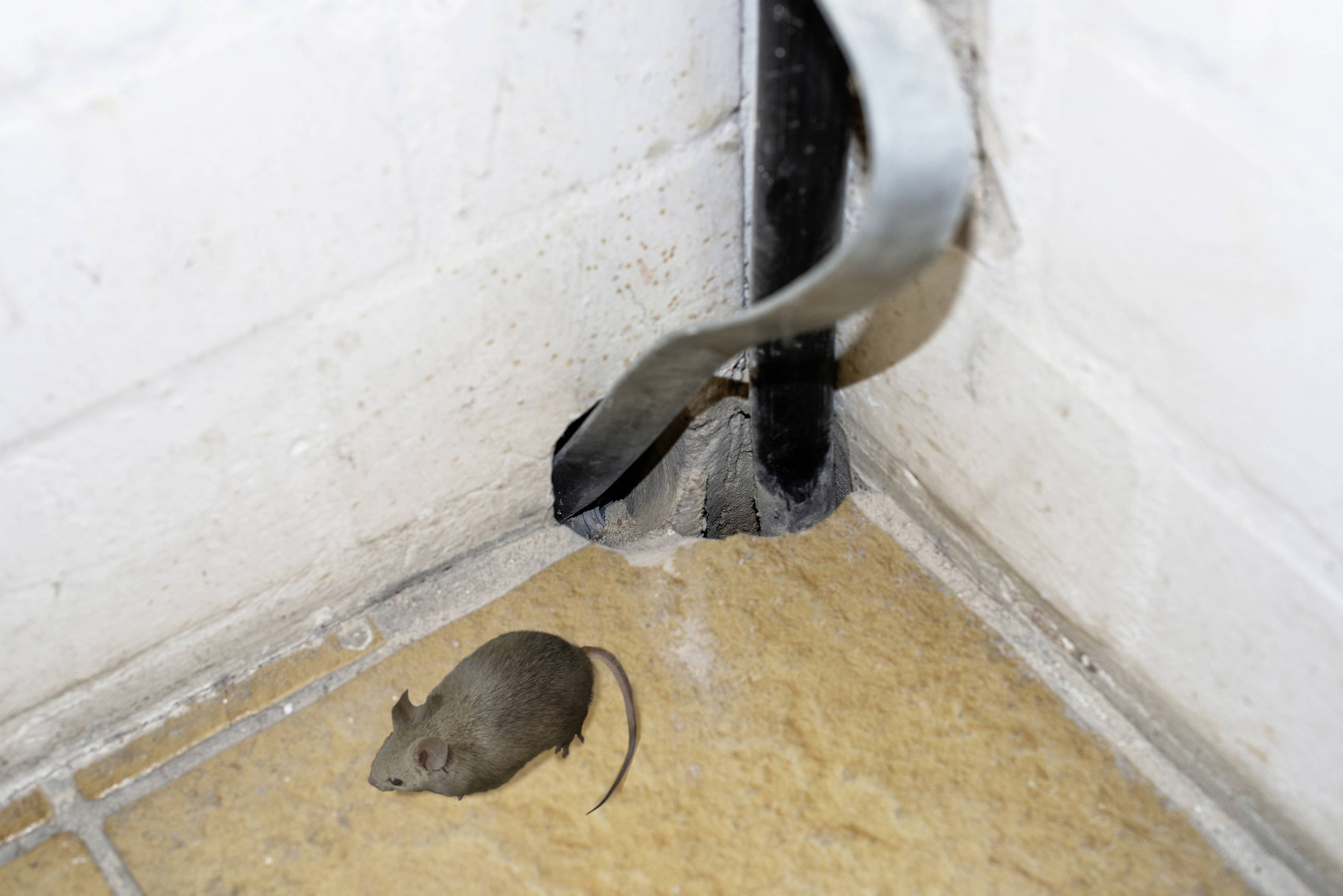 Gardigo Rodent Barrier Stahlwolle Schädlingsvertreiber 1 St.