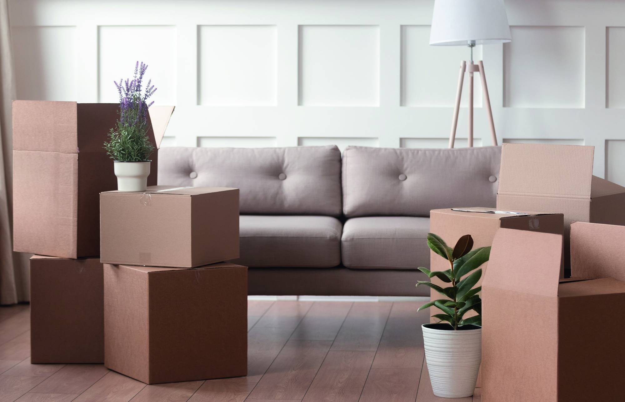 Wohnzimmer mit gestapelten Umzugskartons und Topfpflanzen vor einem Sofa, was auf einen Umzug oder das Auspacken hindeutet.