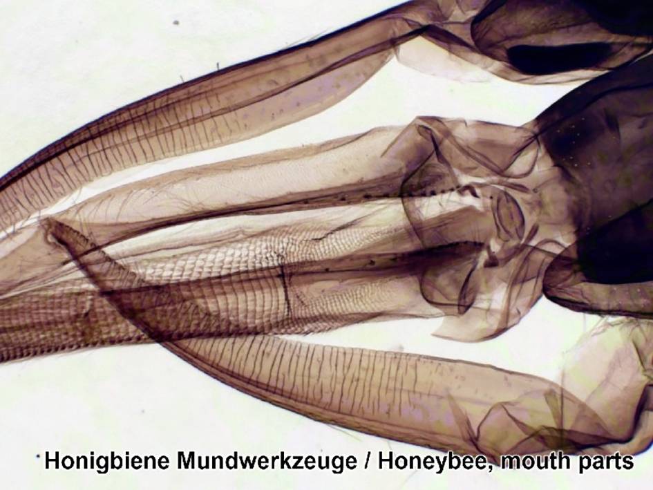 Mikroskopische Nahaufnahme von Honigbienen-Mundwerkzeugen, zeigt komplexe Struktur. Beschriftung: Honigbiene Mundwerkzeuge.