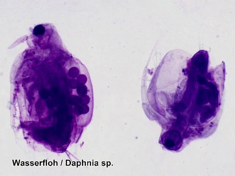 Mikroskopaufnahme von zwei Wasserflöhen (Daphnia sp.) in lila gefärbten Strukturen, deutlich erkennbar sind die Eizellen.