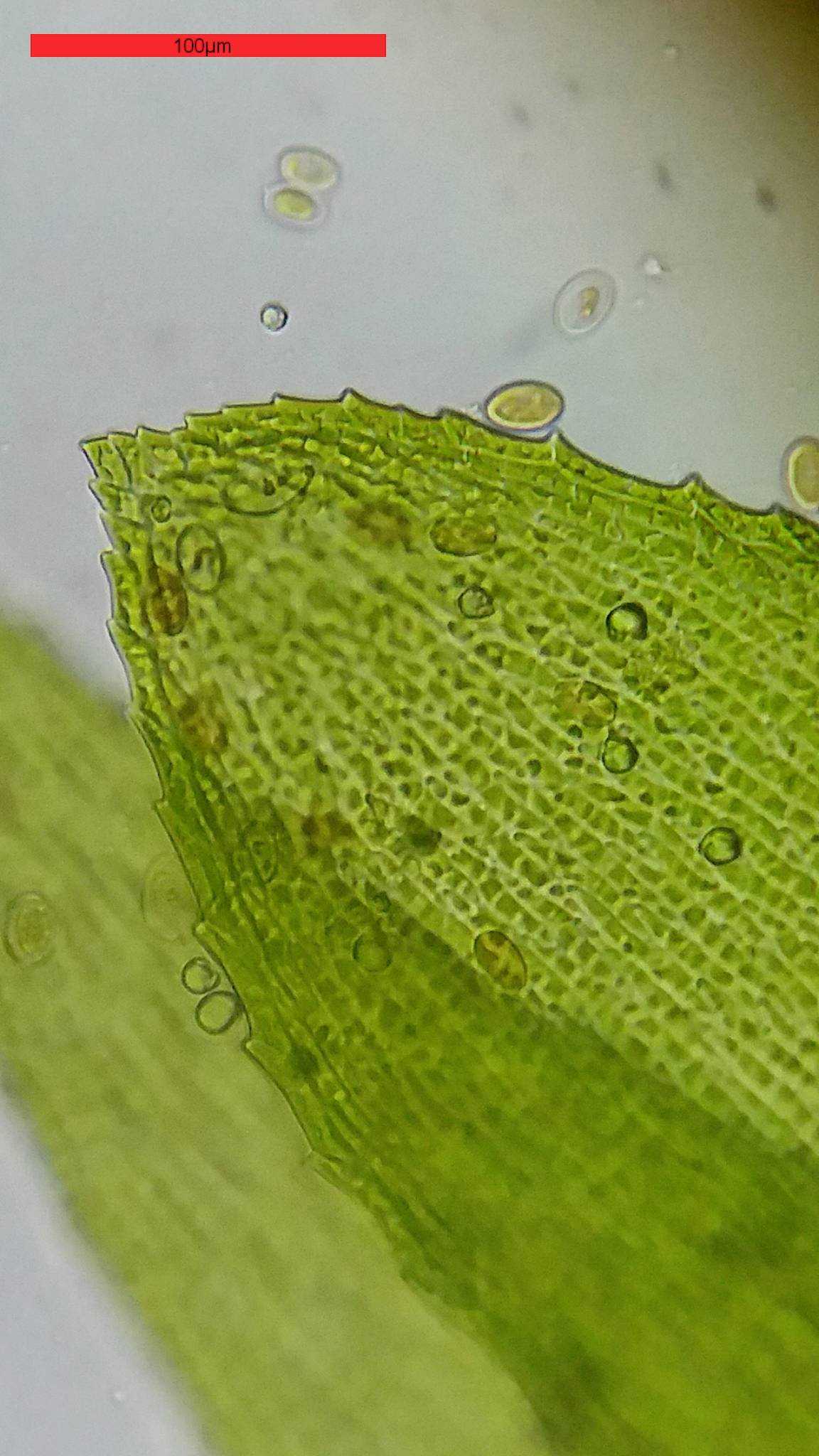 Bresser Optik 5102200 Erudit Basic Bino Durchlichtmikroskop Binokular 400 x Durchlicht