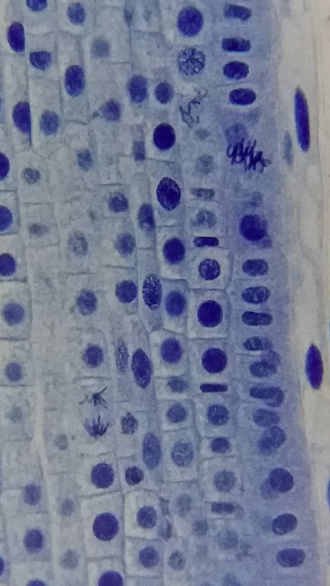 Bresser Optik 5102200 Erudit Basic Bino Durchlichtmikroskop Binokular 400 x Durchlicht