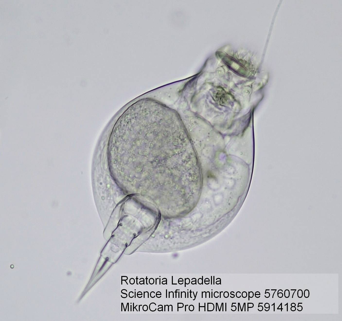 Bresser Optik 5760700 Science Infinity Durchlichtmikroskop Trinokular 1000 x Durchlicht