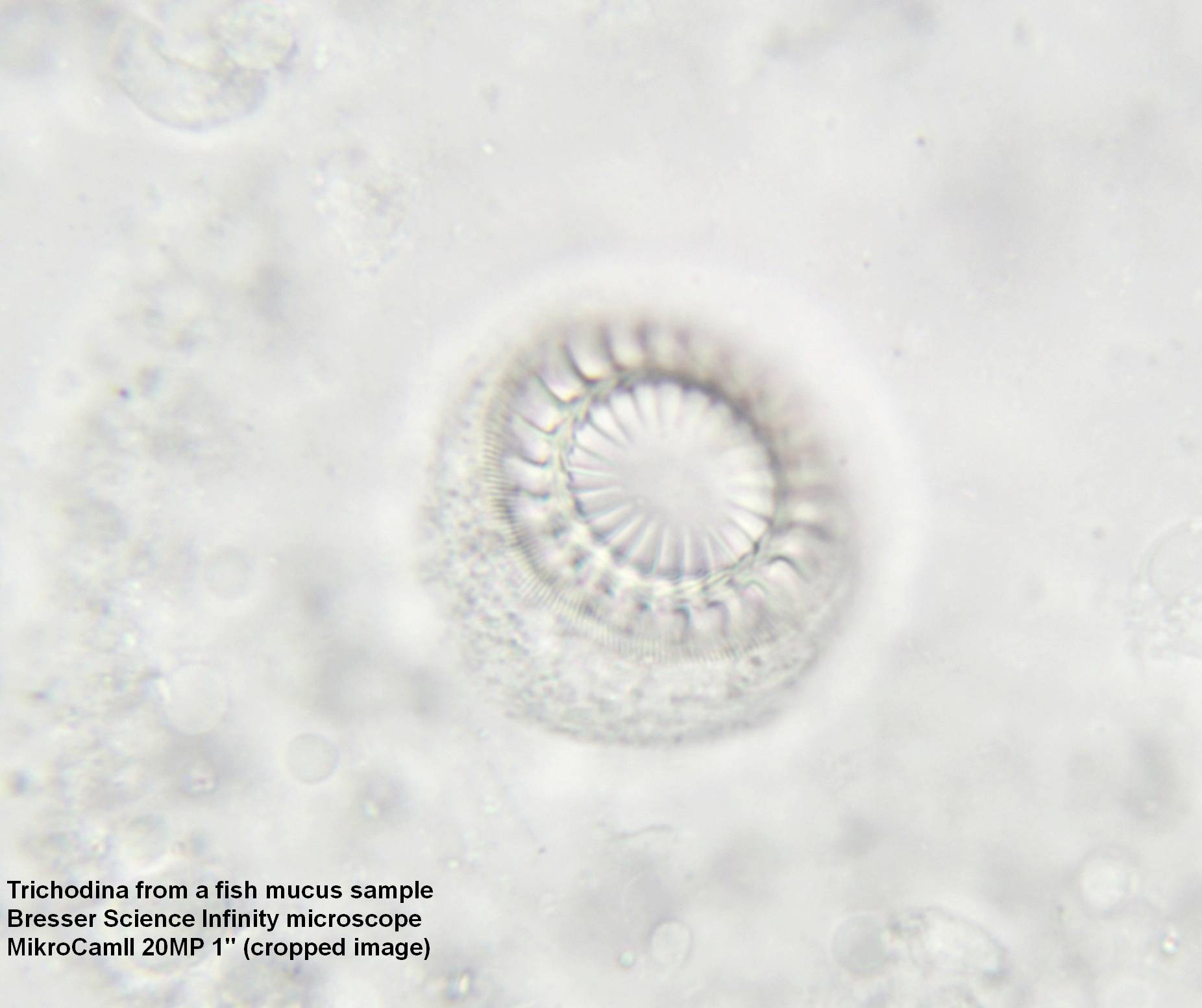 Bresser Optik 5760700 Science Infinity Durchlichtmikroskop Trinokular 1000 x Durchlicht