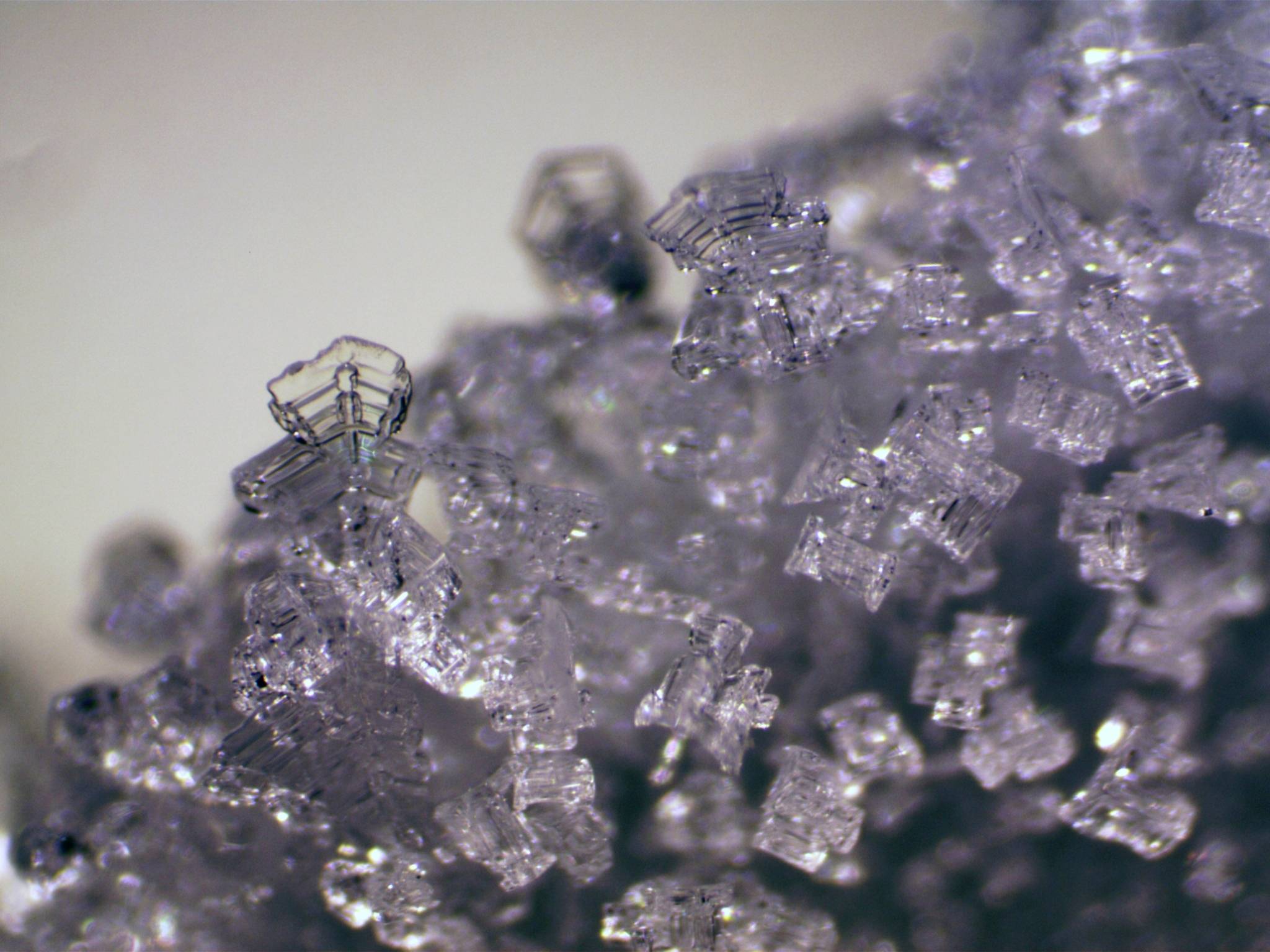 Bresser Optik 5803600 Erudit ICD Stereomikroskop Binokular 40 x Auflicht, Durchlicht