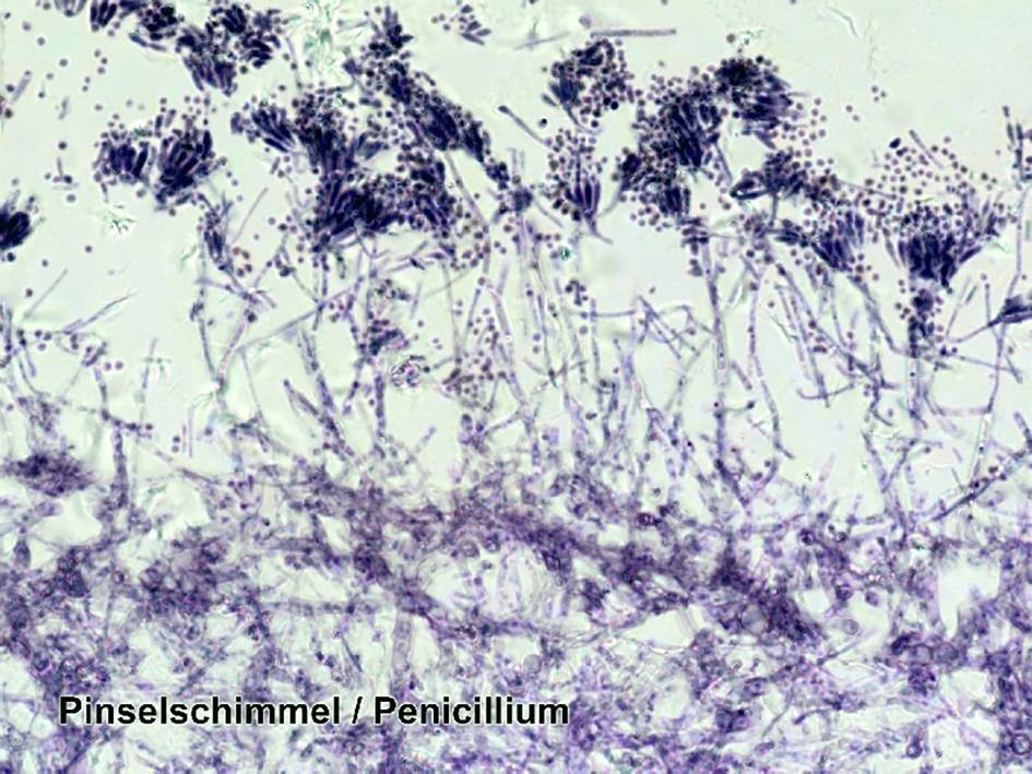 Bresser Optik Dauerpräparate 100er 5986003 Mikroskop-Objektträger