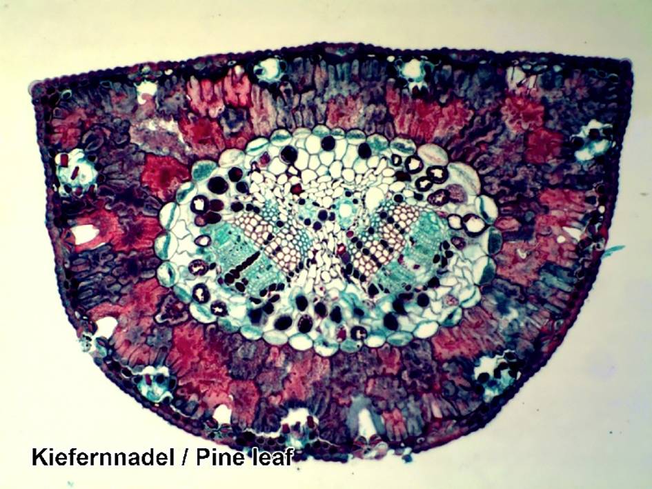 Bresser Optik Dauerpräparate 100er 5986003 Mikroskop-Objektträger