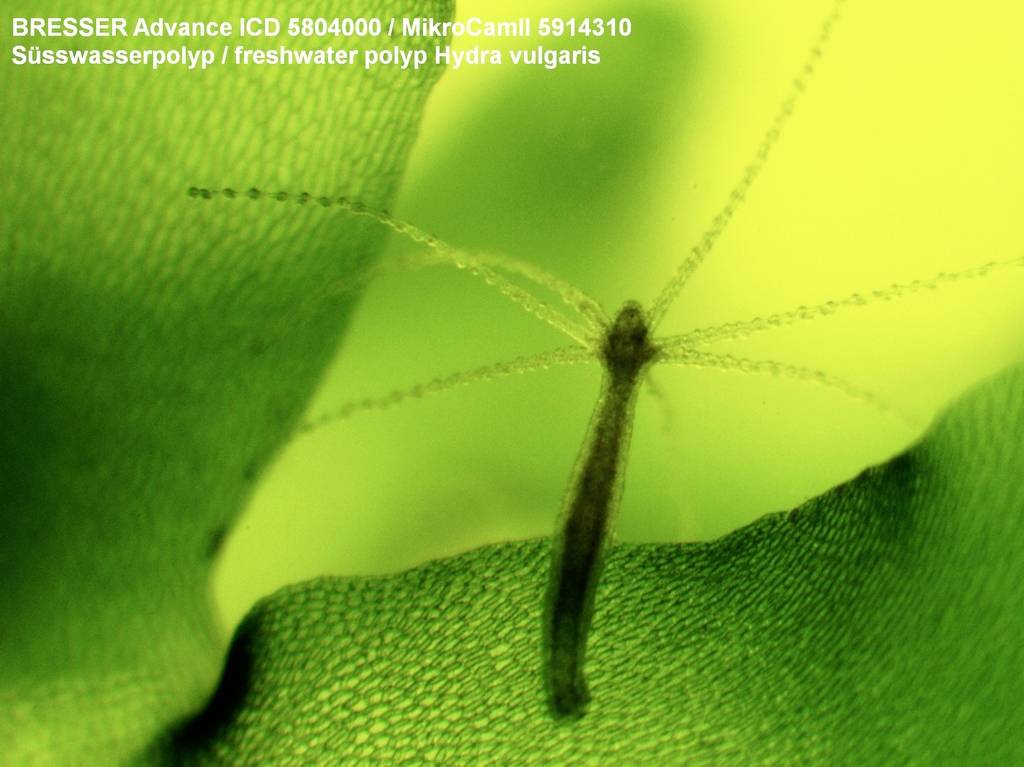 Bresser Optik MikroCamII 3.1MP USB 3.0 5914310 Mikroskop-Kamera