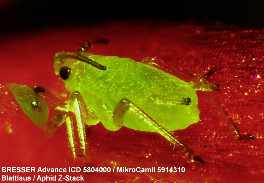 Bresser Optik MikroCamII 3.1MP USB 3.0 5914310 Mikroskop-Kamera