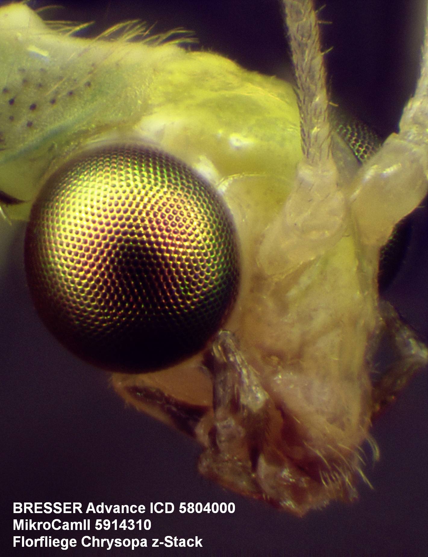 Bresser Optik MikroCamII 3.1MP USB 3.0 5914310 Mikroskop-Kamera