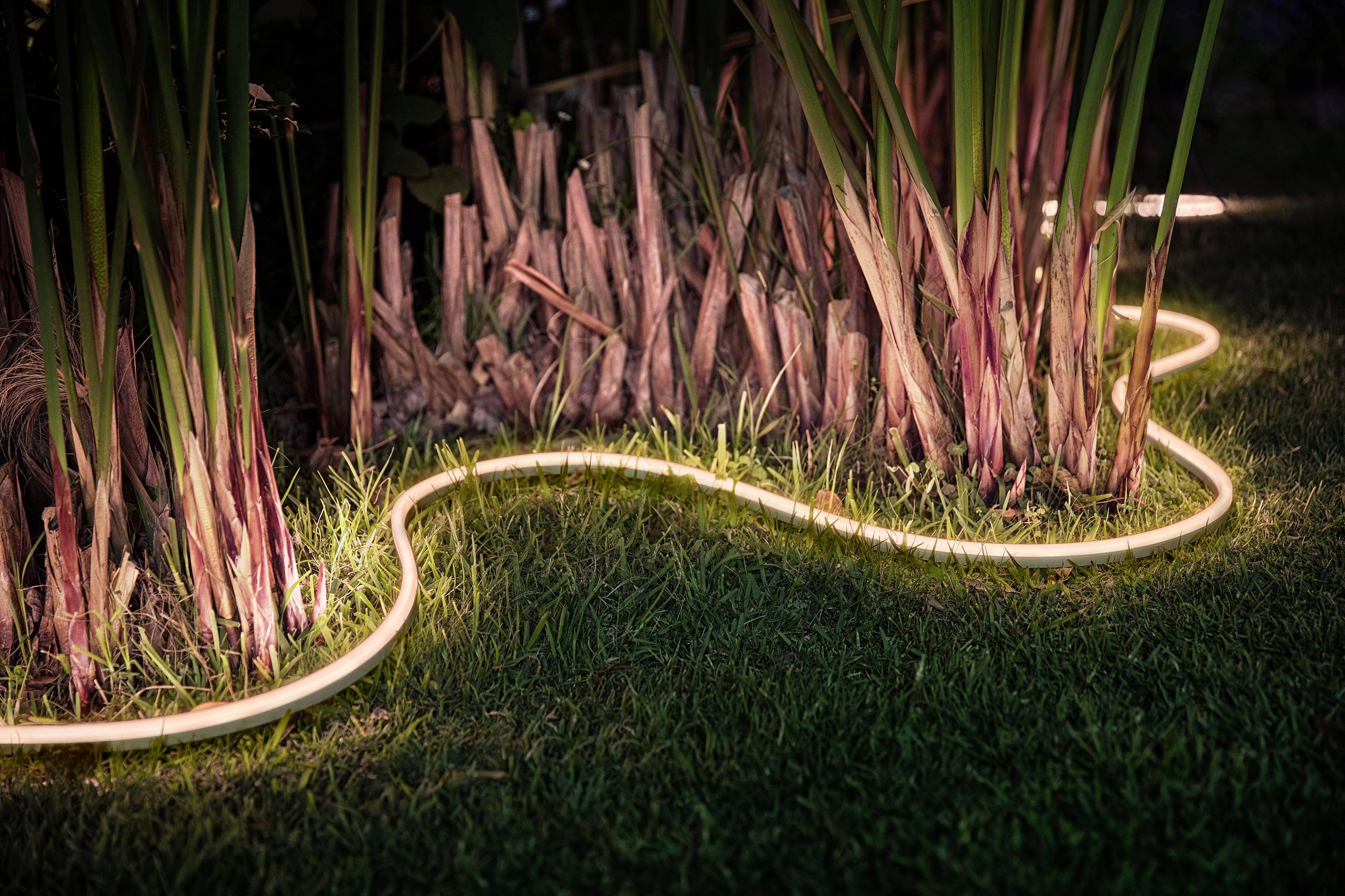 Leuchtender Gartenschlauch beleuchtet die Basis von Pflanzen in der Dämmerung, schafft eine stimmungsvolle Gartenatmosphäre.