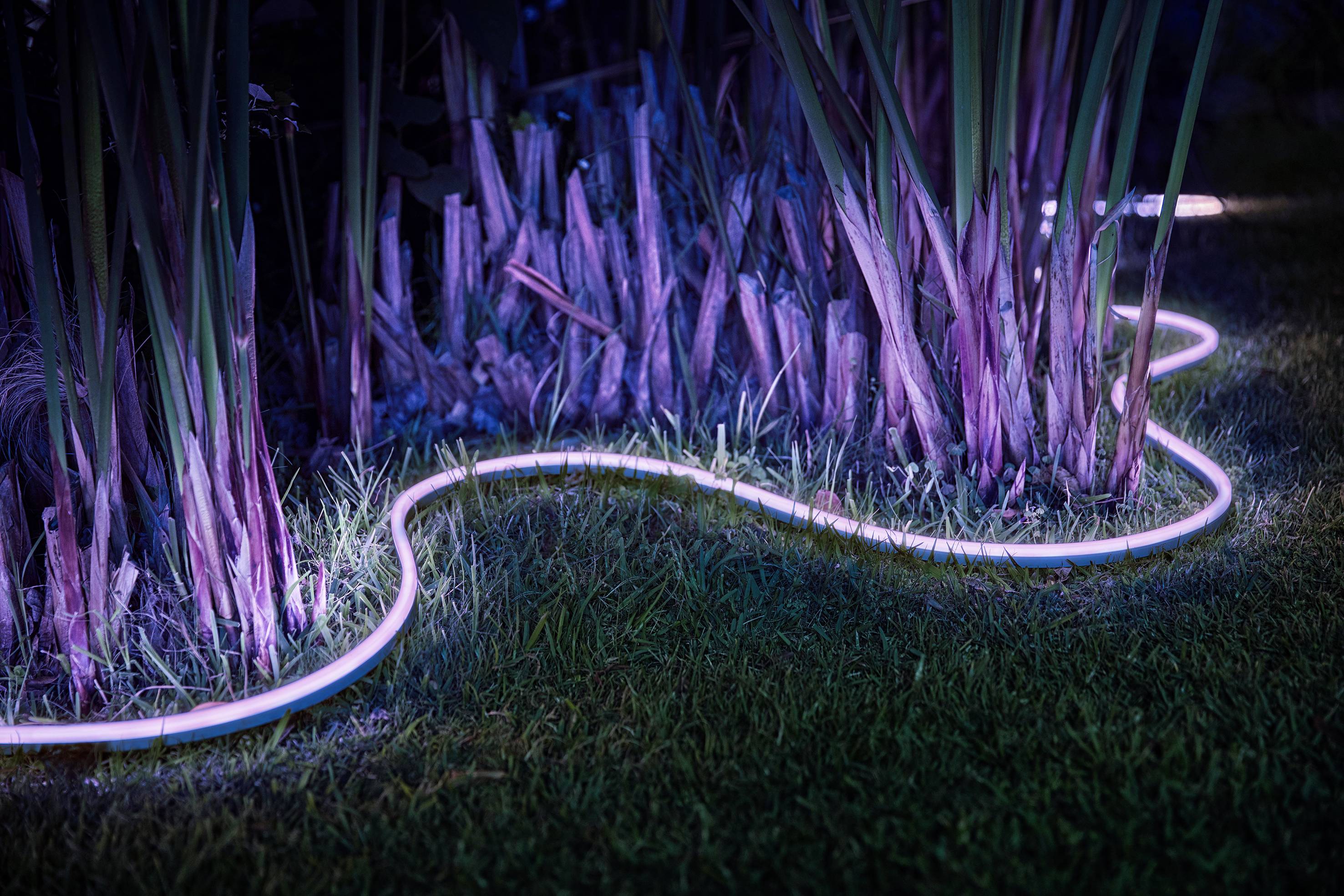 Ein leuchtender LED-Streifen beleuchtet Pflanzen in einem Garten bei Nacht. Das Licht erzeugt stimmungsvolle, violette Akzente.