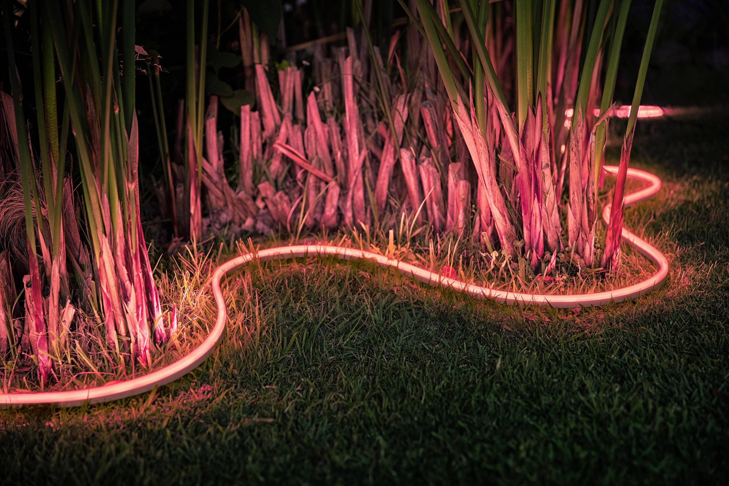 Ein leuchtender, roter Lichtschlauch windet sich durch Gras und Pflanzen, beleuchtet die Umgebung in warmem Licht.