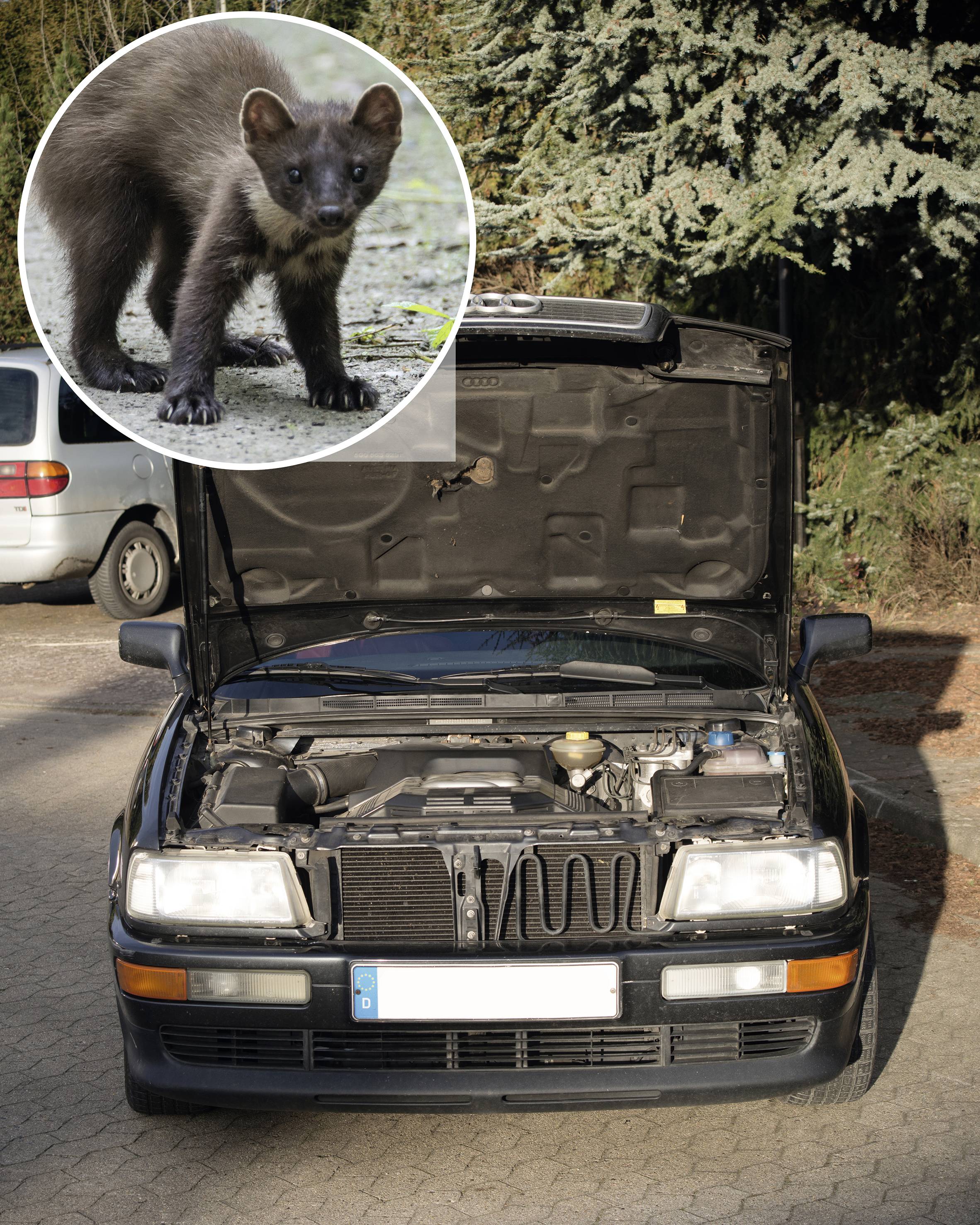 Gardigo 78405 Marderabwehr 12V 1St.