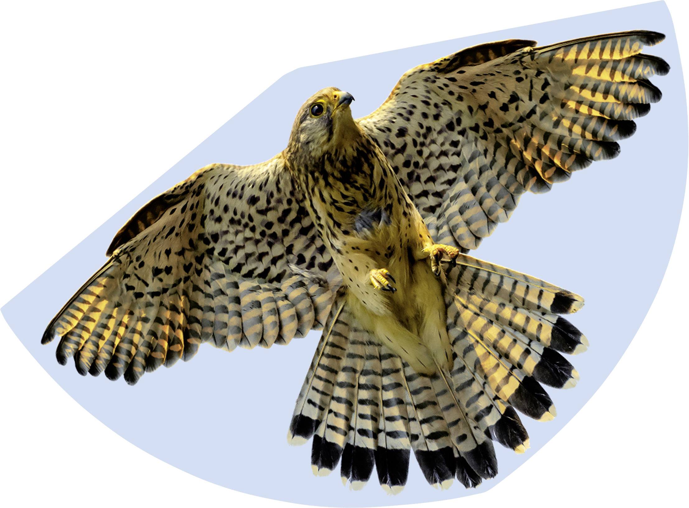 Günther Flugspiele Einleiner Drachen FALKE Spannweite (Details) 920 mm Windstärken-Eignung 3 - 6 bf