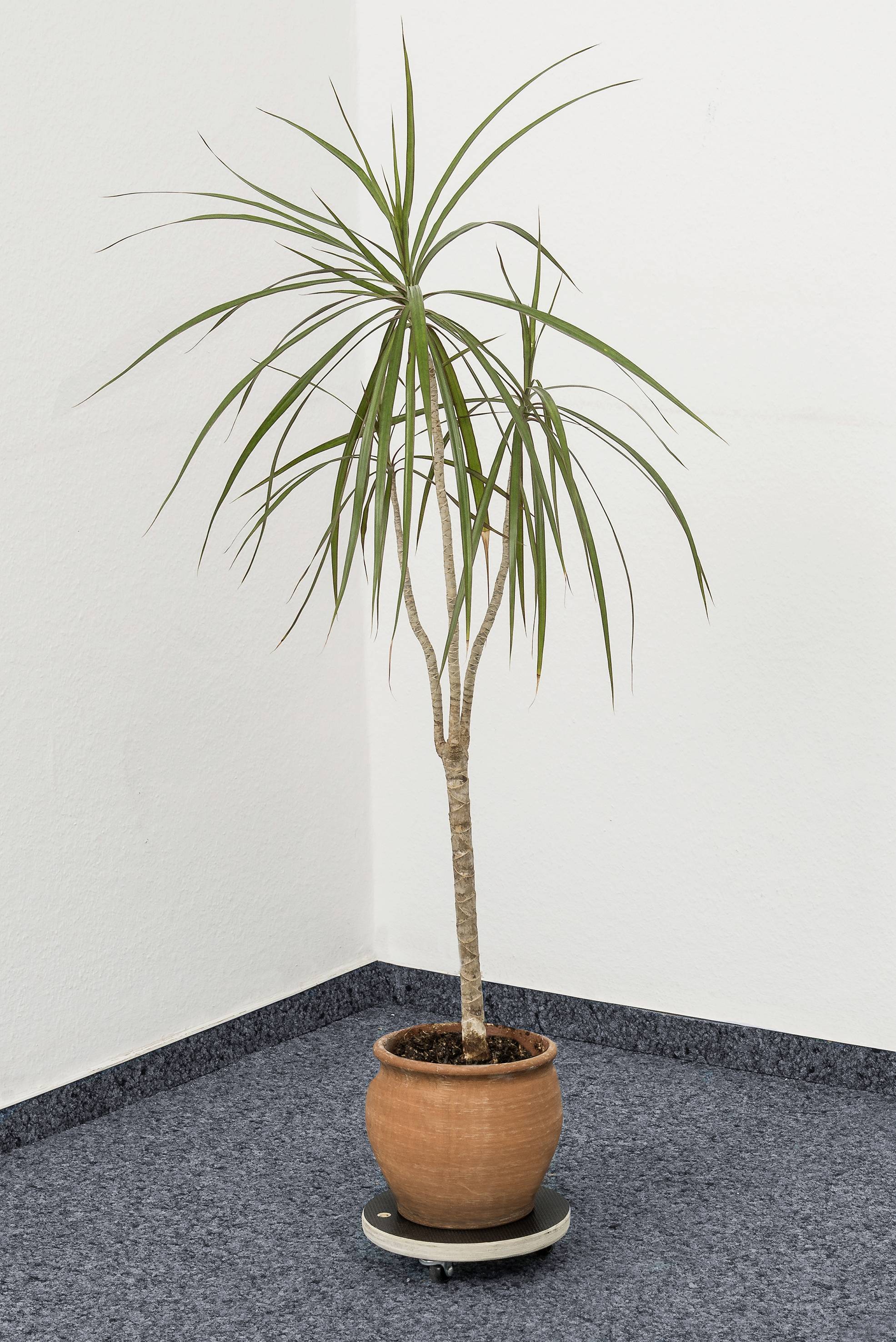 Metafranc WU0822030 Transportroller Traglast (max.): 100kg 200mm x 52mm Anzahl Lenkrollen 3