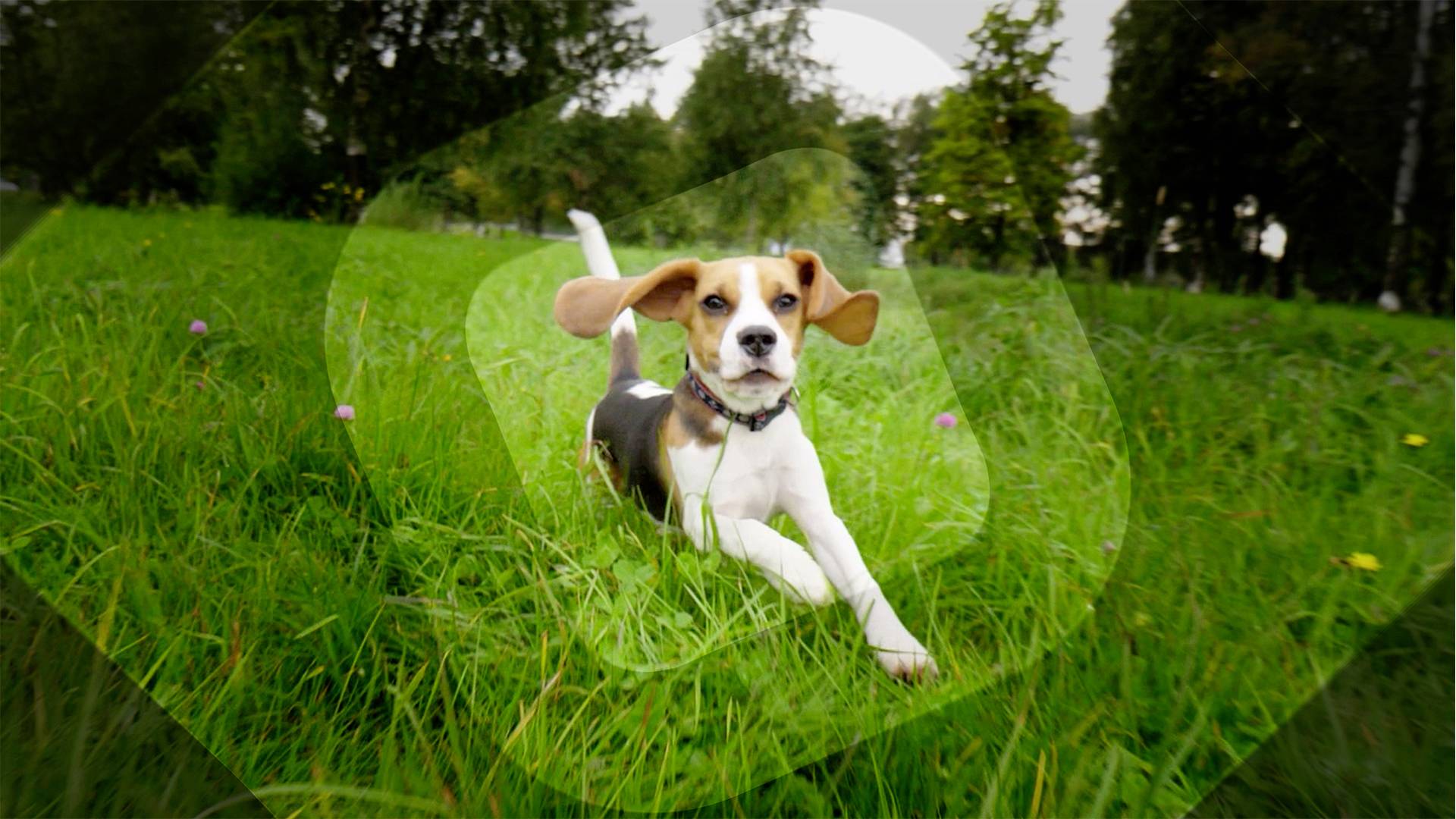 Adobe Premiere Elements 2021 Jahreslizenz, 1 Lizenz Windows, Mac Bildbearbeitung